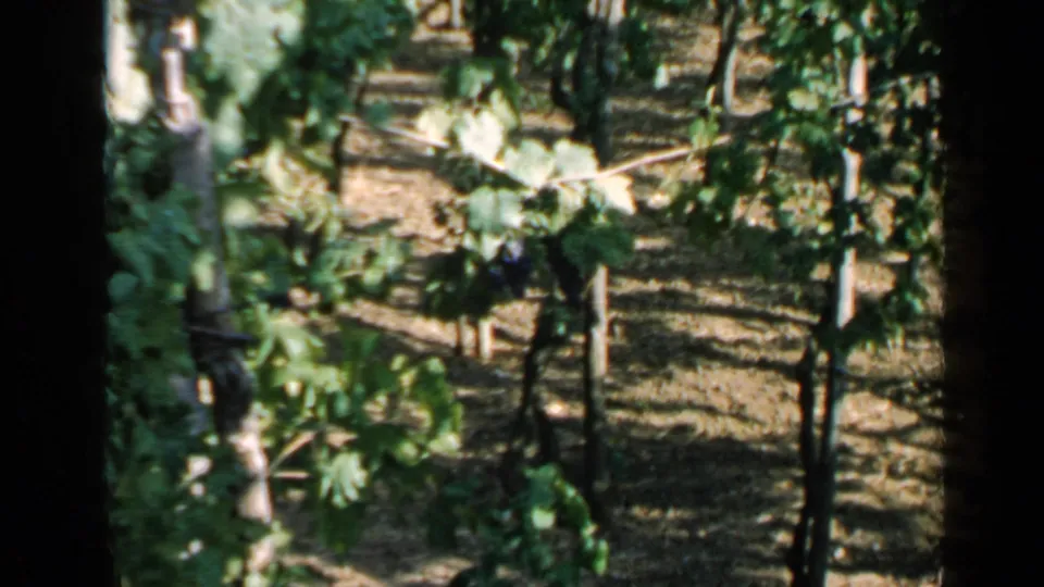 1960 Rome vineyard view showing grapevines in rows, wooden supports, bright sunlight, and dark 8mm frame edges.