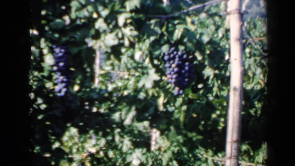 Close view of dark purple grapes hanging from leafy vines in the Rome vineyard, with a pale wooden support stake nearby.