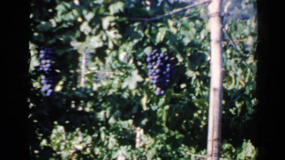 1960 Rome vineyard close-up showing several purple grape bunches partly shaded by leaves and a vertical wooden support.
