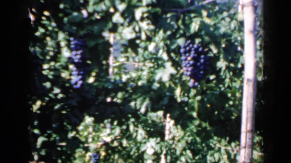 Leafy Rome vineyard frame with a prominent dark purple grape cluster, sunlit leaves, and a wooden stake at the edge.