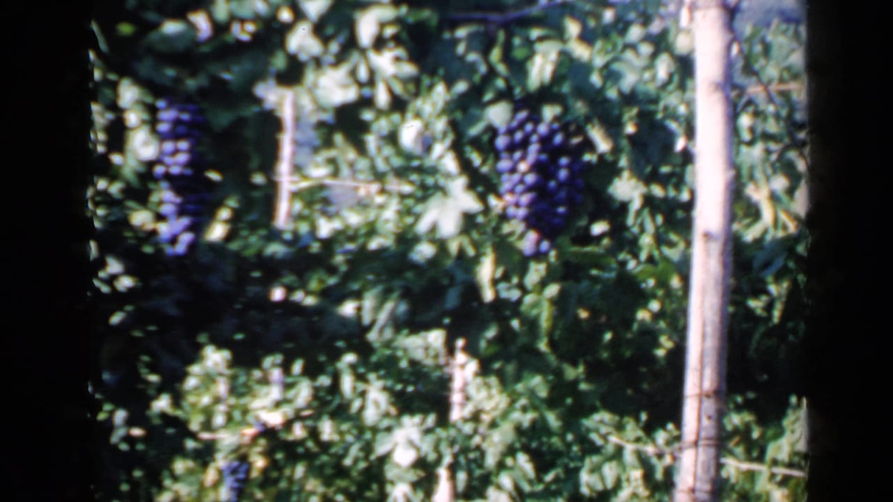 Close view of leafy vines or grapes on 8mm film, likely part of the Rome 1960 home-movie reel context.