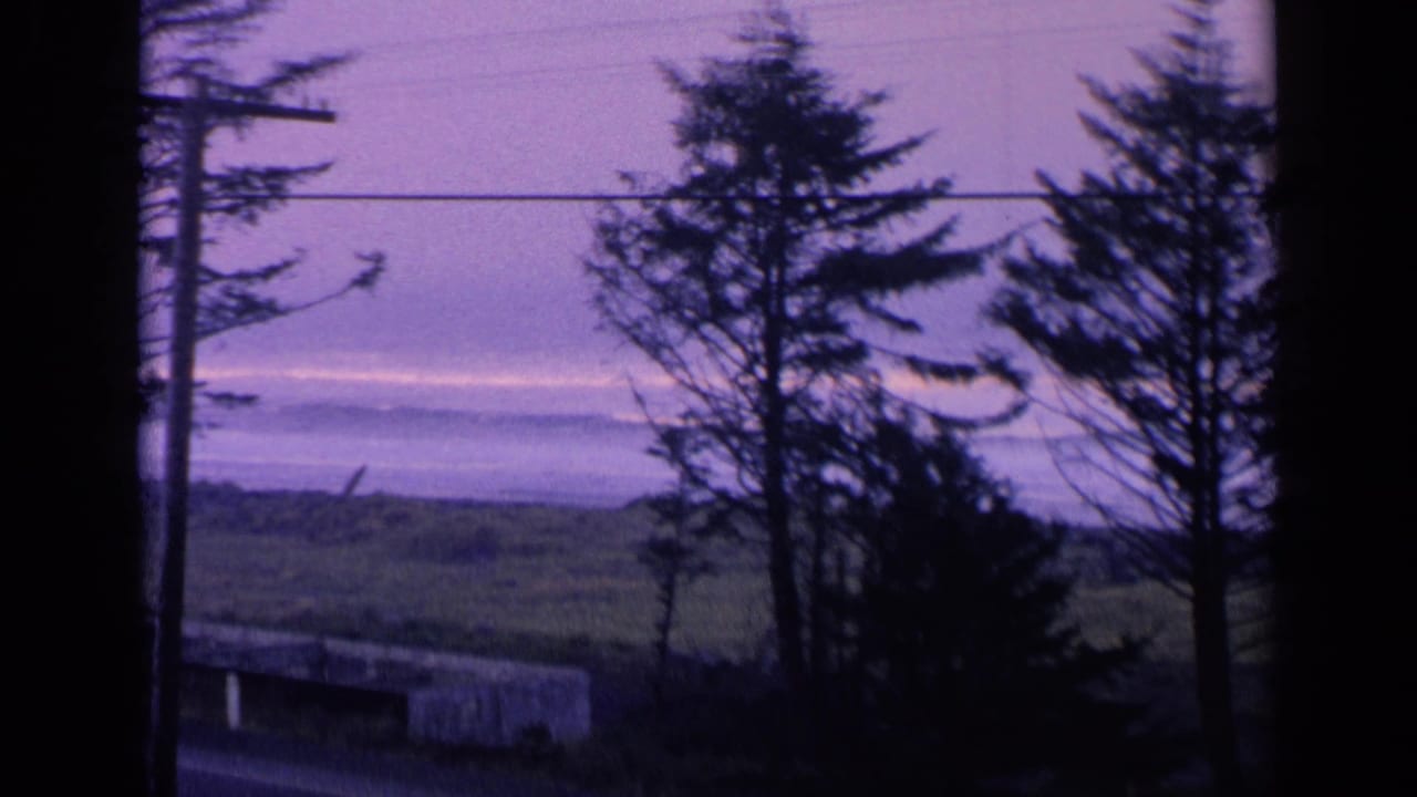 Evergreen trees silhouetted beside grass and distant water under a purple sky.