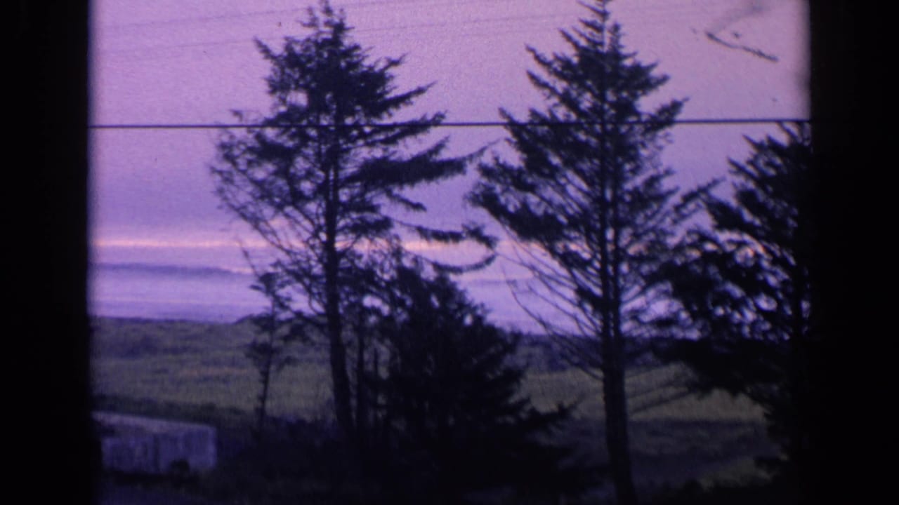 Silhouetted trees and a utility line stand before grass and distant water.