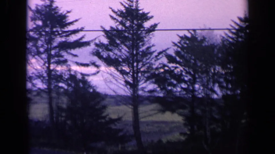 1963 California 8mm frame showing evergreen trunks and branches, grass, distant water, and a purple-tinted sky with a utility line.