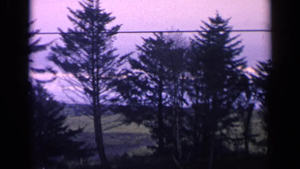 1963 California 8mm frame of trees silhouetted against a purple sky, with grass, distant water, and an overhead line visible.