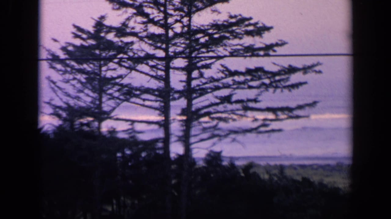Tall tree silhouettes stand before a distant ocean under a lavender-pink sky.