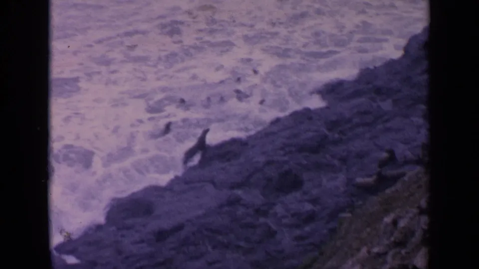A sea lion appears seated on a rocky California shoreline as surf breaks around the rocks in 1963 8mm footage.