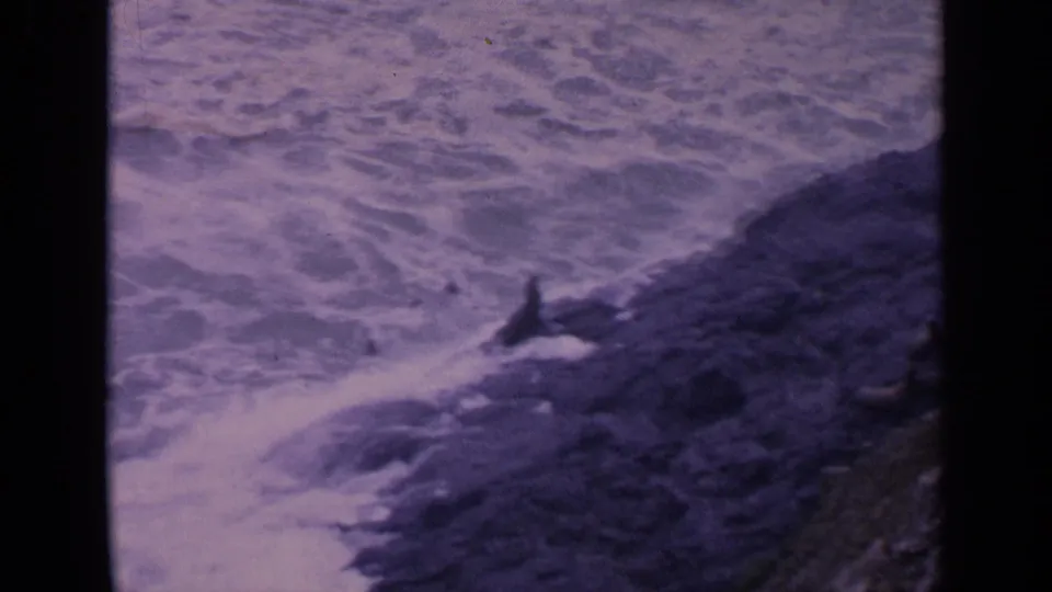 The sea lion remains on the dark rocks while white Pacific surf rolls in behind it in a faded 1963 8mm frame.