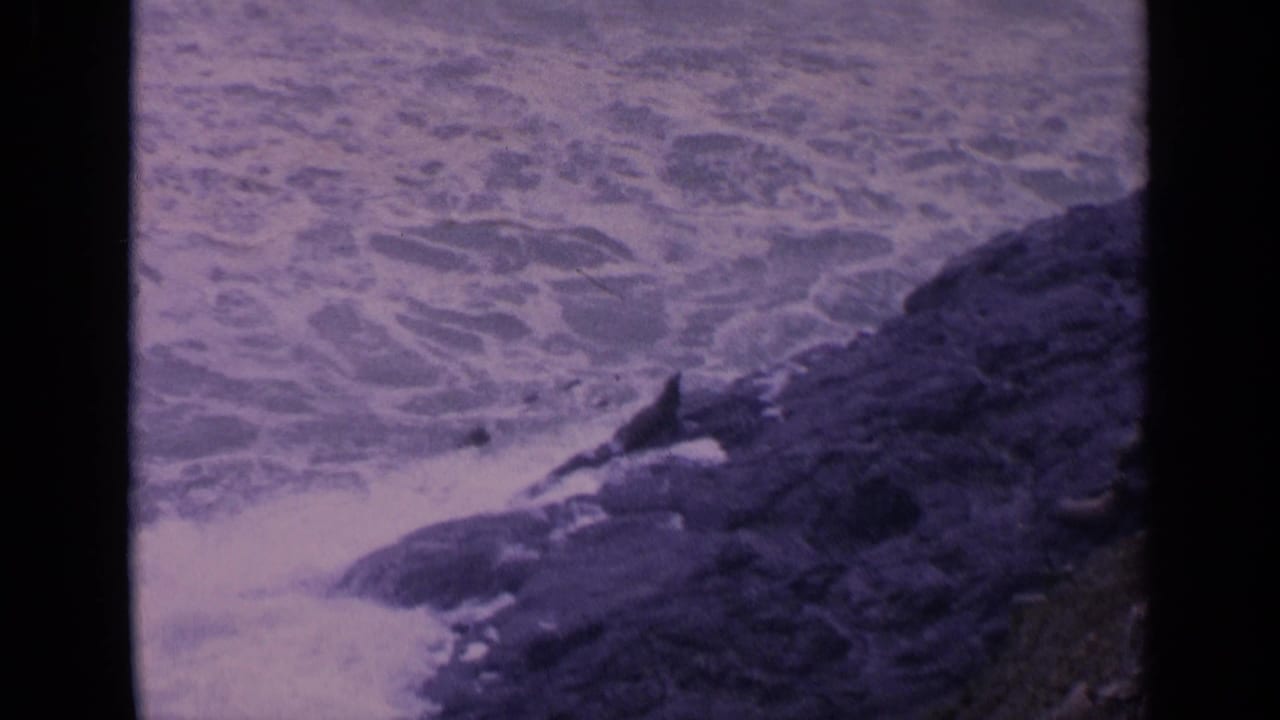 1963 8mm home-movie frame of sea lions on a rocky California shoreline as waves break nearby.