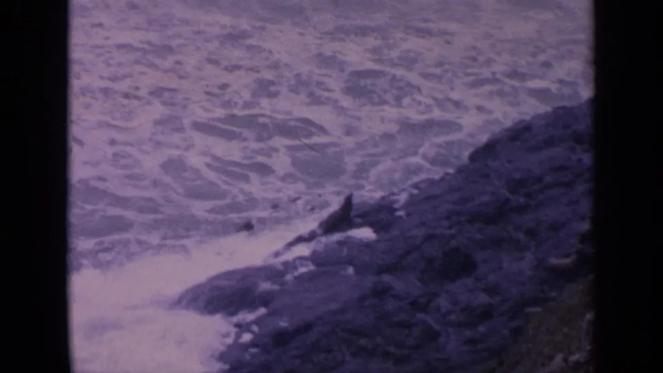 1963 8mm home-movie frame of sea lions on a rocky California shoreline as waves break nearby.