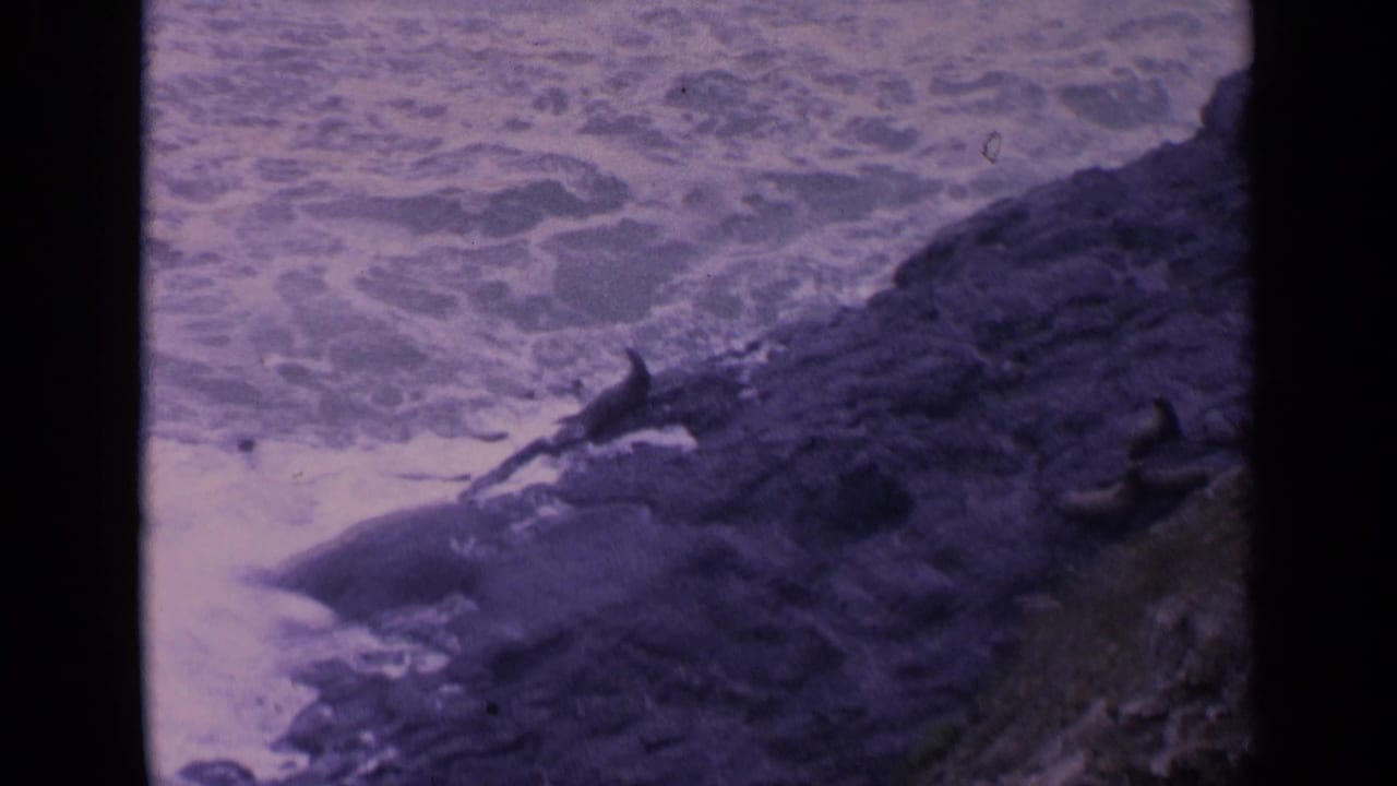 Sea lions are scattered across a rocky slope above churning ocean water.