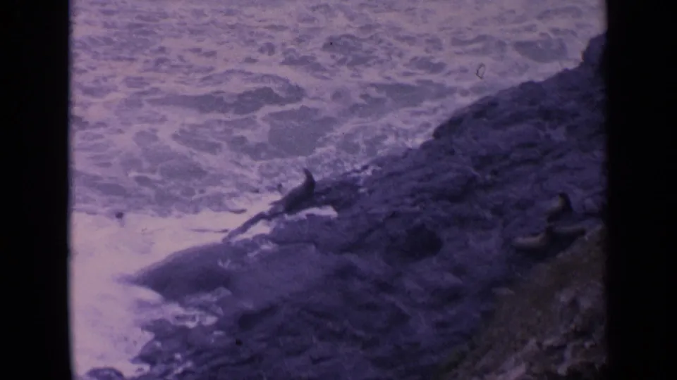 A vintage 8mm view shows sea lions on a rugged California coast with white waves behind them.