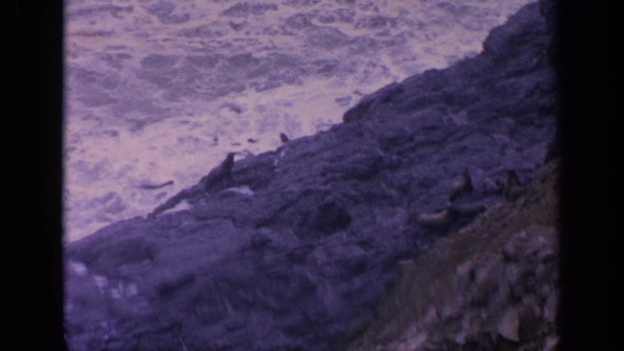1963 California 8mm frame showing seals on rugged coastal rocks beside foaming surf.