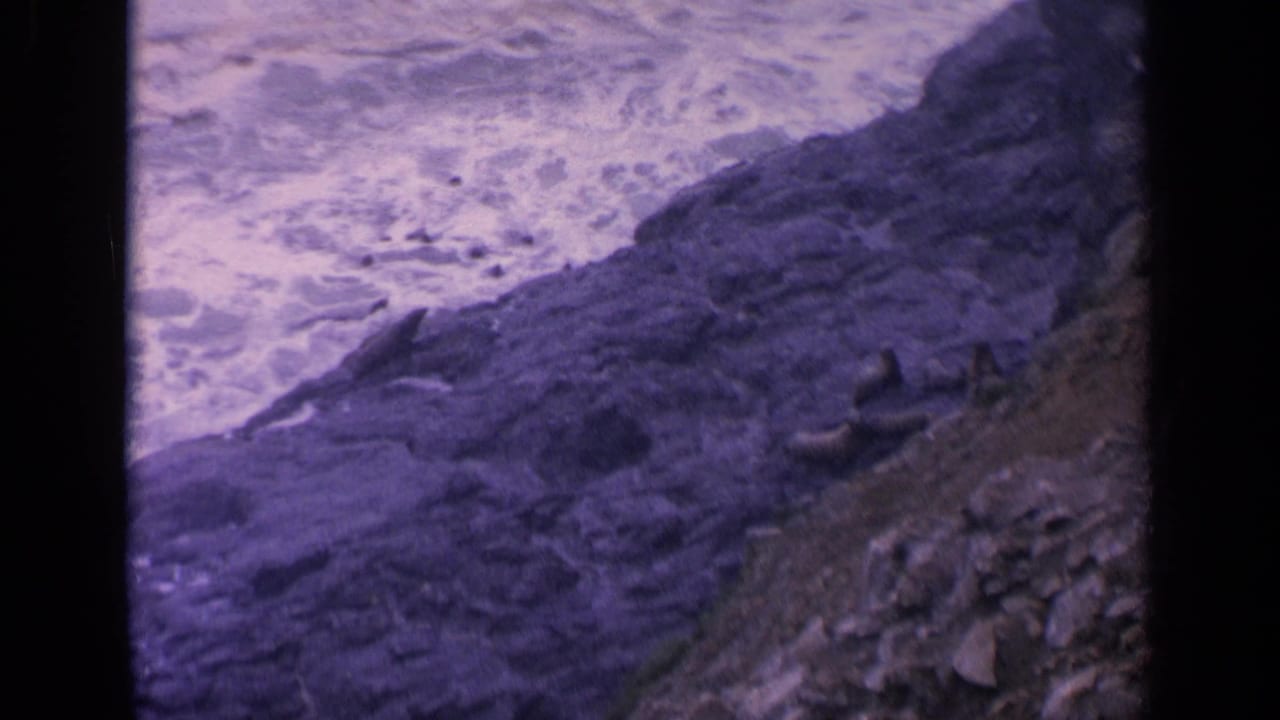 Rocky coast with seals resting near foaming waves.