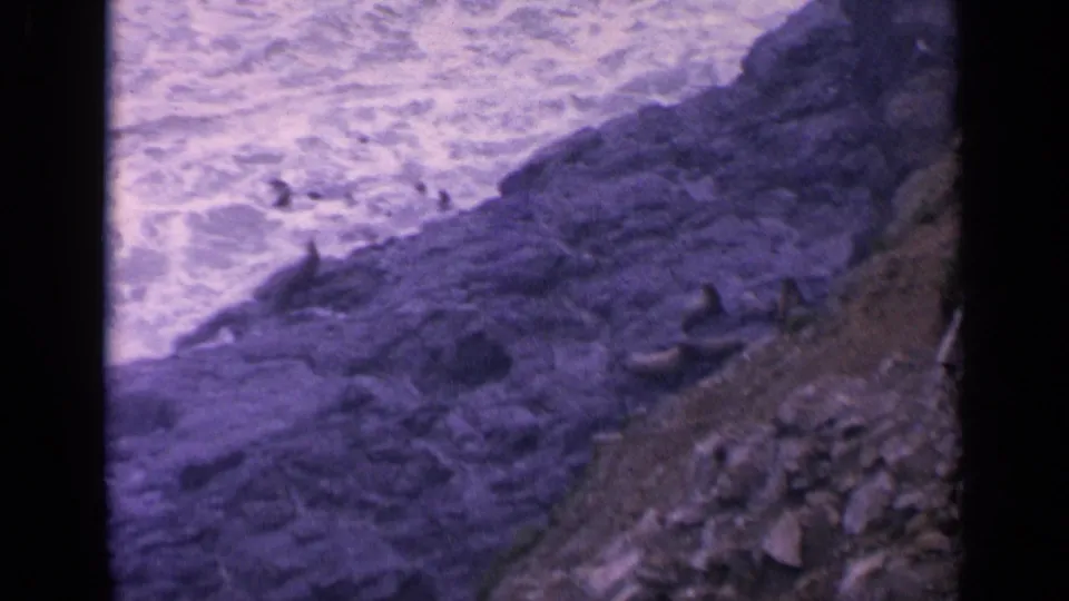 Vintage 8mm view of seals on California coastal rocks with white water filling the background.