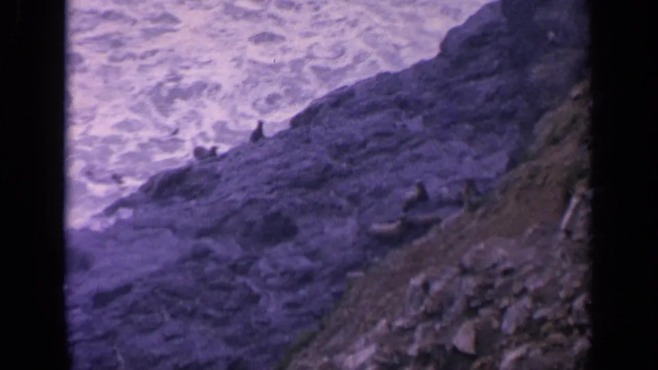 1963 California coastal wildlife frame with seals on dark rocks and waves breaking offshore.