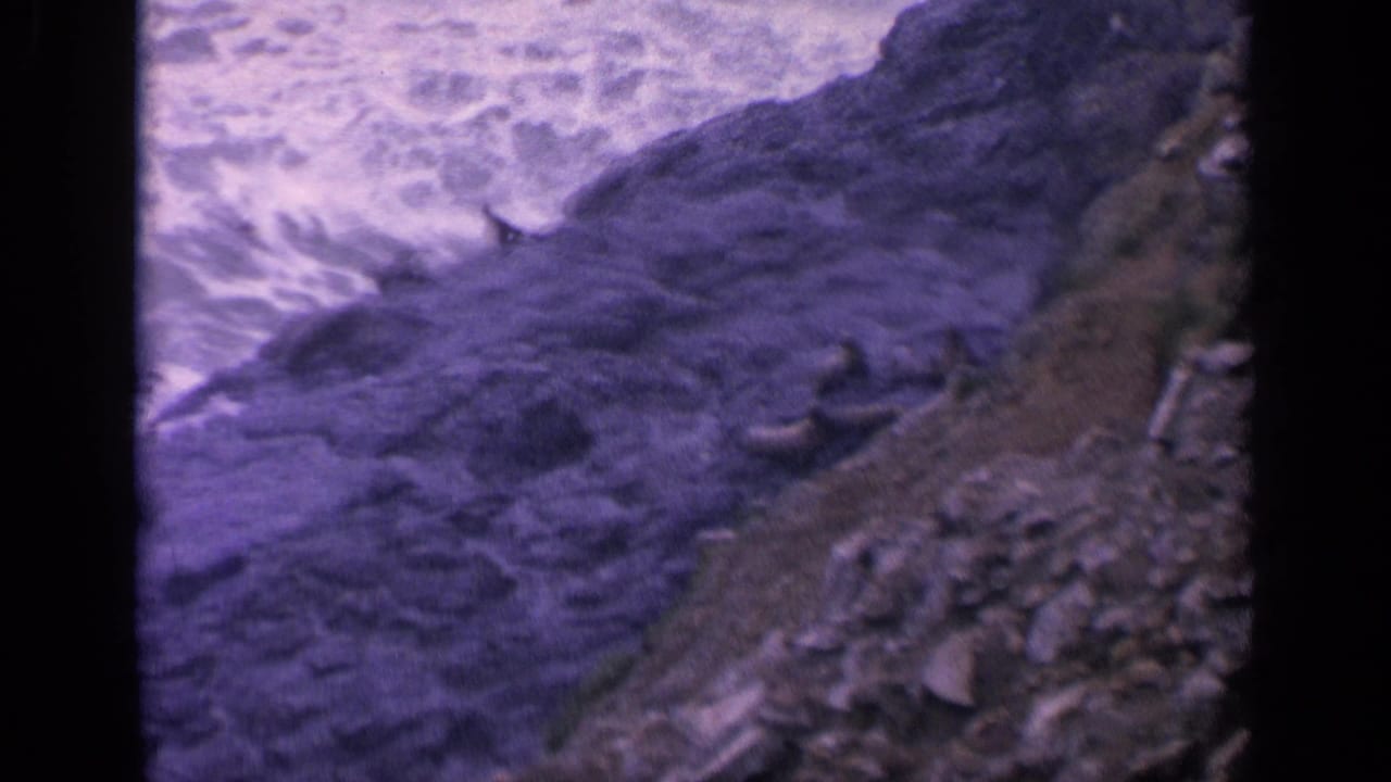 Sea lions rest on dark coastal rocks above foaming ocean water.
