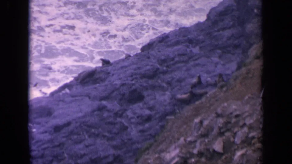 Sea lions remain on rugged California shoreline rocks in a purple-shifted 1963 8mm home-movie frame.