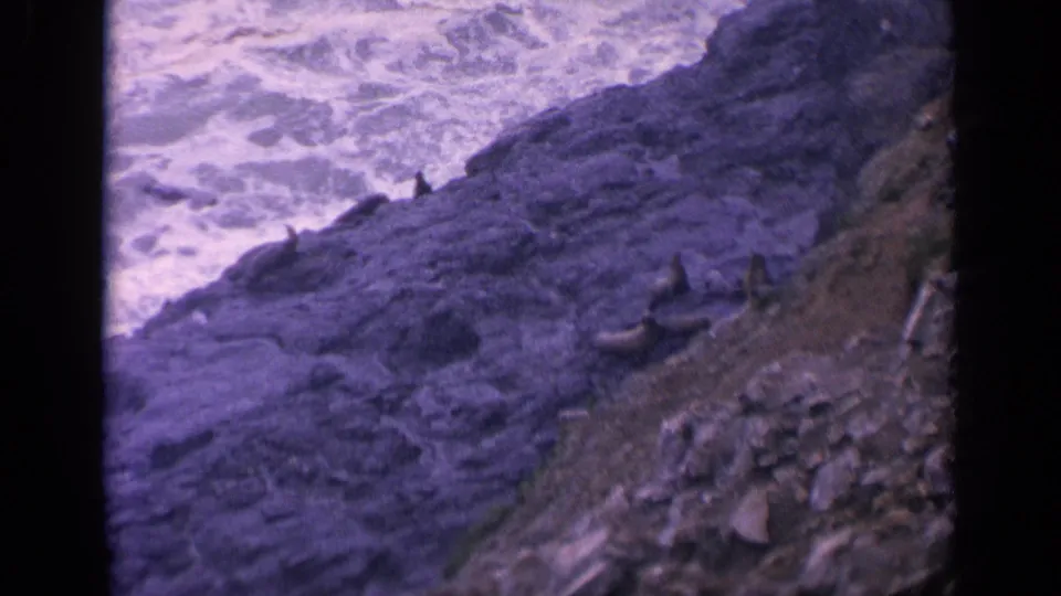 Vintage 8mm view of sea lions on uneven California coastal rocks, with surf breaking just beyond the ledge.