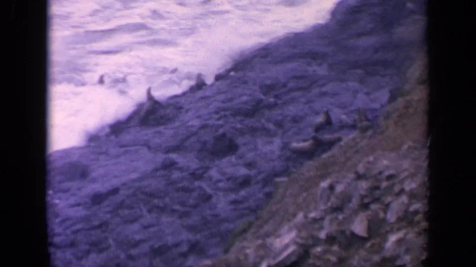 1963 home-movie frame of sea lions on California coastal rocks while white surf moves below.