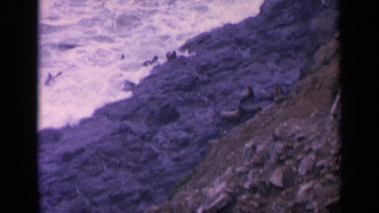 1963 California 8mm frame showing sea lions on jagged coastal rocks as pale surf breaks nearby.