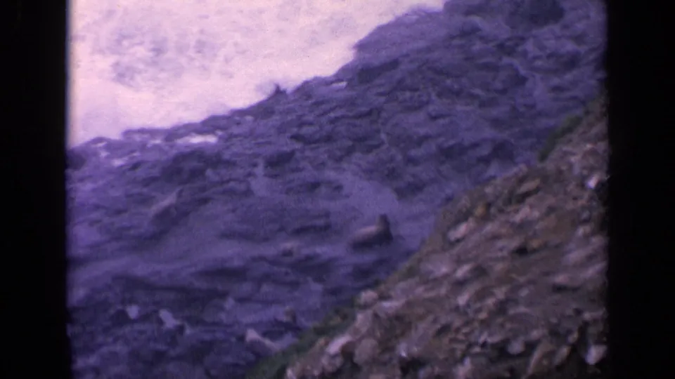 Aged 8mm view of sea lions scattered on rugged California shore rocks beside breaking surf.