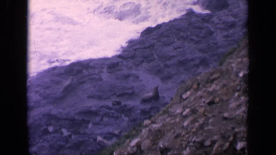 1963 coastal home-movie frame with white surf, dark rock shelves, and a sea lion near the lower rocky edge.