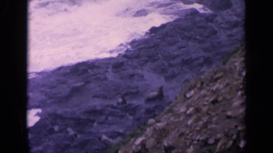 Vintage 8mm California shoreline frame showing breaking surf and sea lions resting among dark rocks.