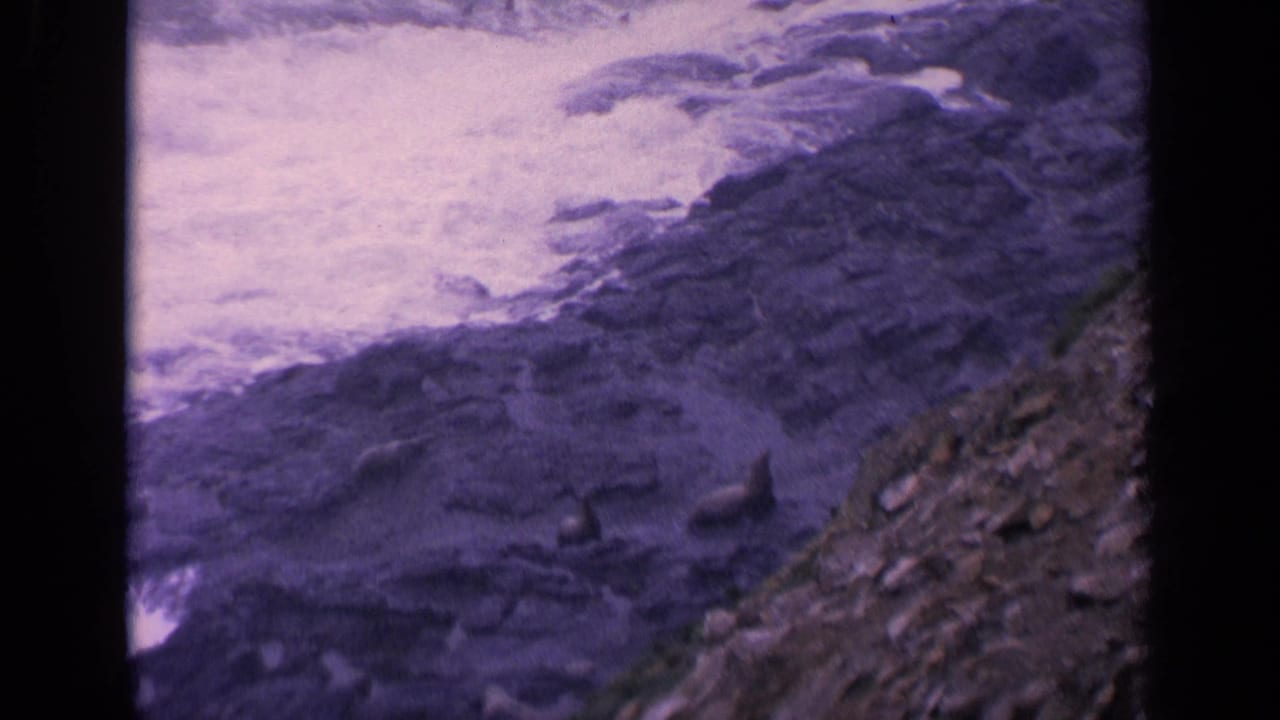 Sea lions rest on dark shoreline rocks as surf breaks nearby.