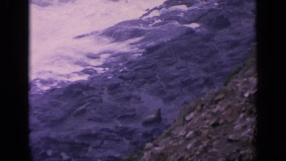 Aged 8mm view of California shoreline rocks, white water, and dark sea lions resting near the waterline.