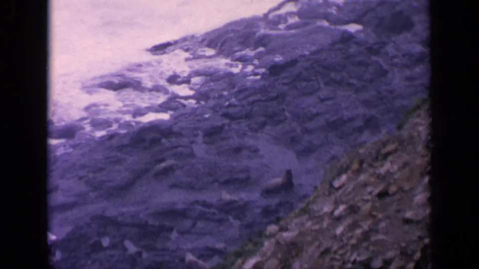 California coast home-movie frame with sea lions on dark rocks and pale surf washing into the shoreline.