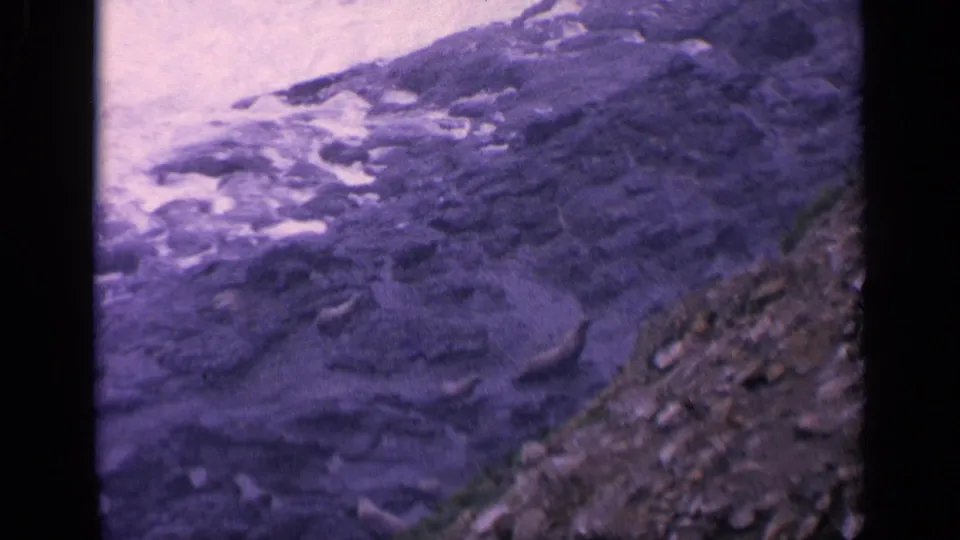 Final 1963 California 8mm frame showing sea lions along a rugged shore as waves spread white foam over rocks.