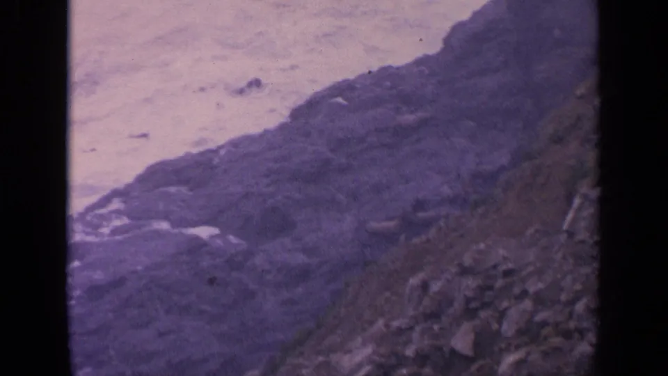 1963 California home-movie frame of sea lions resting on shore rocks near pale breaking waves.