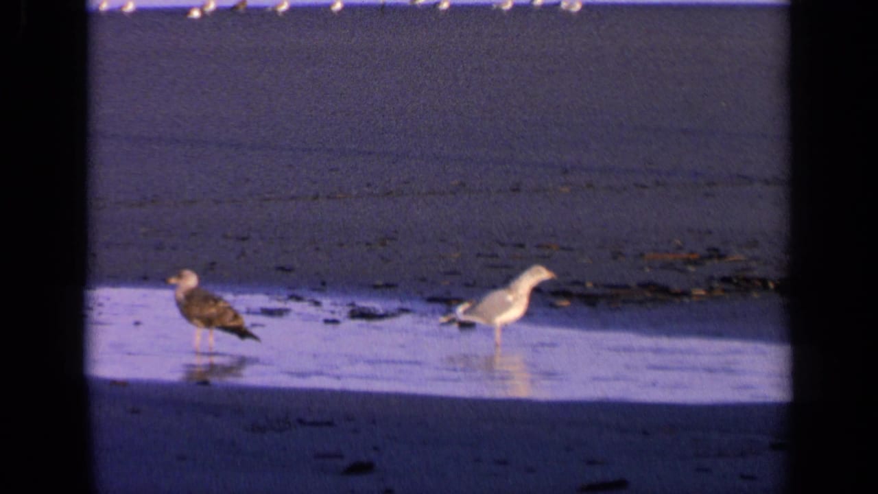 Two gull-like birds stand on wet beach sand near scattered seaweed and a shadowed area.