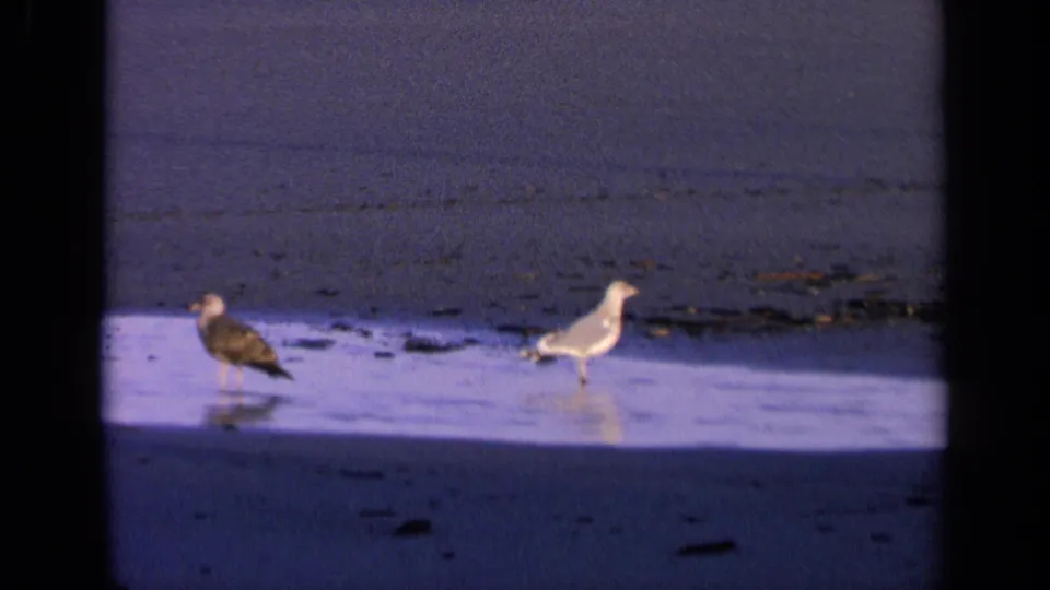 Two gull-like birds on a California beach in 1963, seen in soft 8mm color with reflective sand and scattered debris.