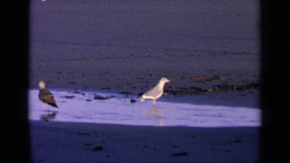 Late-frame 1963 California beach view with two shorebirds on wet sand, a shadow band, scattered seaweed, and visible film borders.