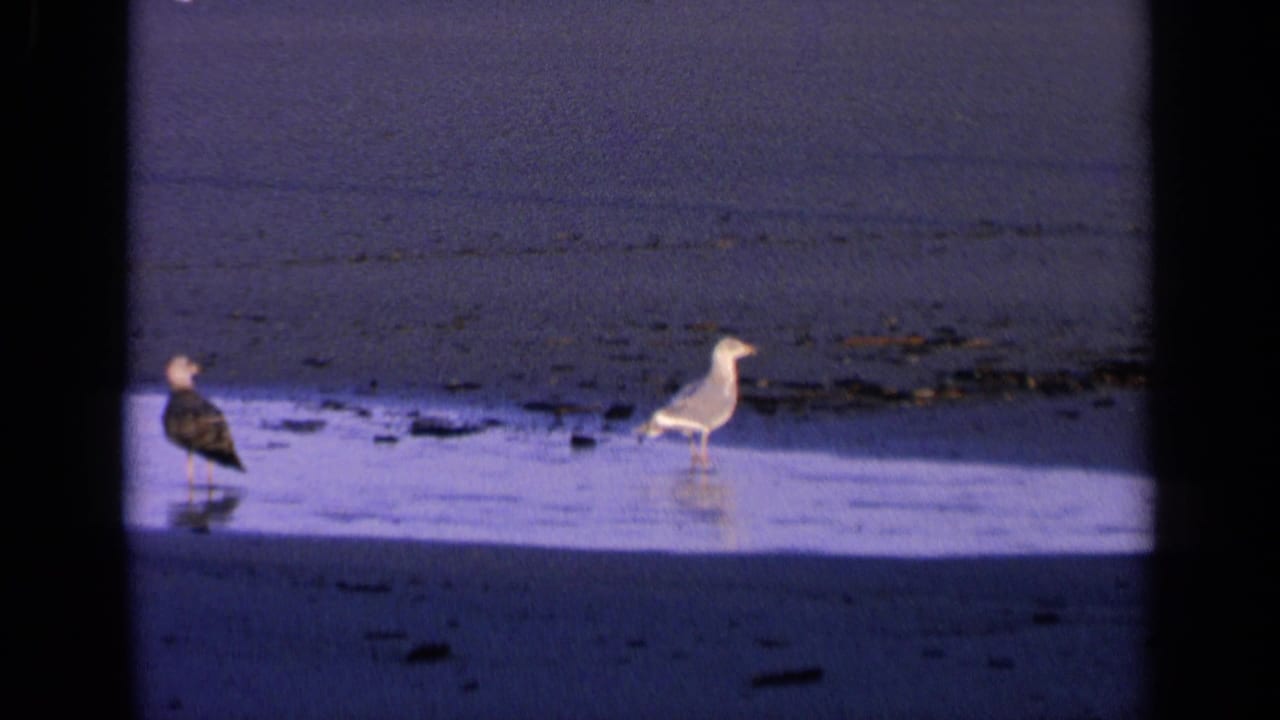 Two gulls standing on wet sand near the ocean.