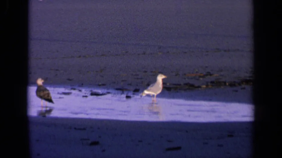 Two gulls stand on reflective wet sand along a California beach in 1963 home-movie footage, with dark surf and beach debris behind them.