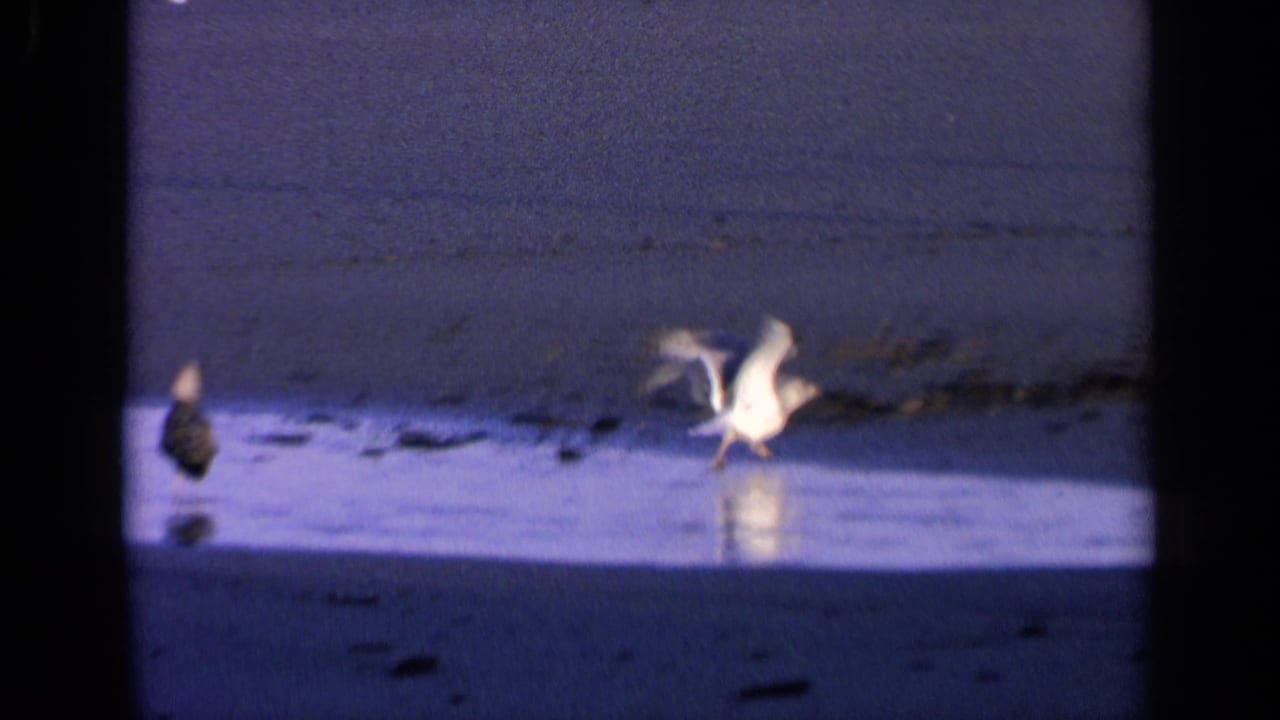 A gull flaps its wings while another bird stands nearby.