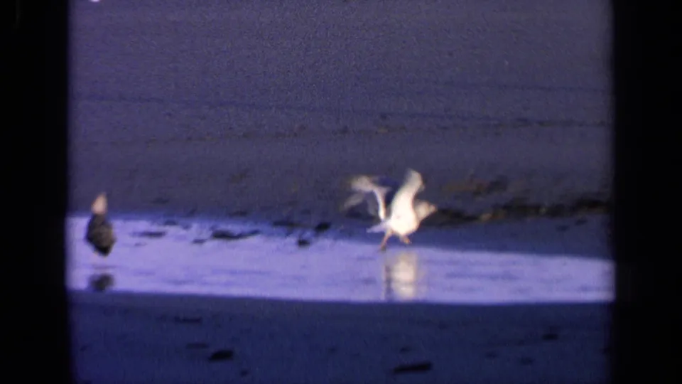 One gull begins flapping on the wet beach while a darker bird remains nearby, with the blue ocean band behind them.
