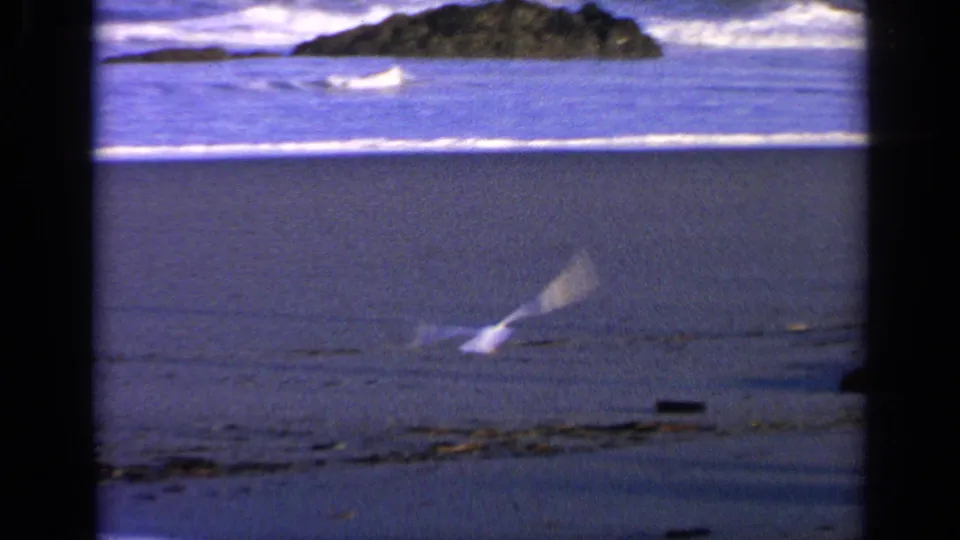 A gull flies low across the wet sand toward the waves in 1963 California beach footage, with a dark rocky shoreline in the distance.
