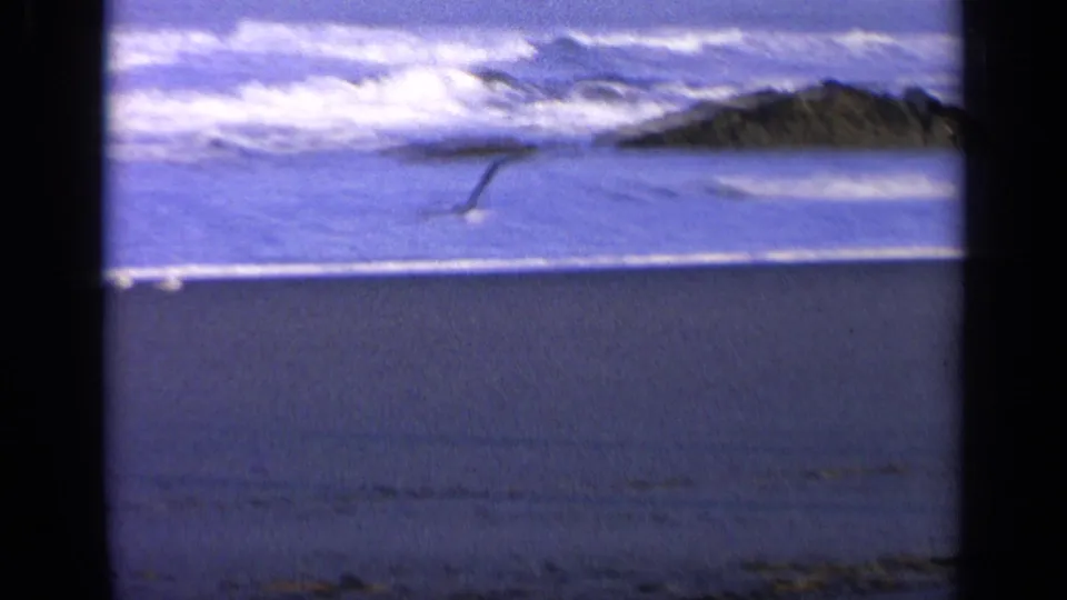A small gull silhouette crosses the open wet beach near rolling California surf, framed by grainy blue-tinted 8mm film.