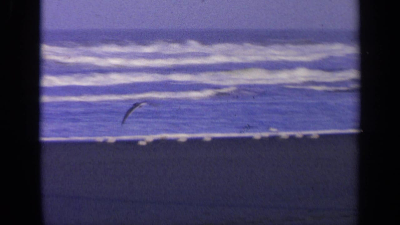 Low-flying gull over wet beach sand with surf in the background.