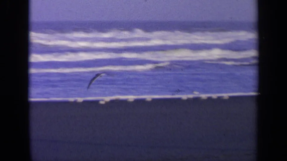 A gull flies low across wet California beach sand, with rolling surf and blue-purple 8mm film color in the distance.