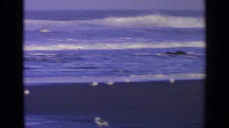 Small gulls stand along a California shoreline while waves roll in under the soft color shift of 1963 8mm footage.