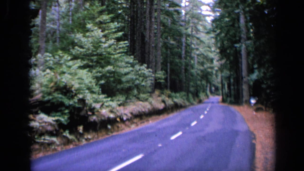 Winding asphalt road through tall forest with dashed center markings.