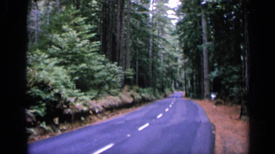 1963 8mm view of a two-lane road bending through dense forest near San Francisco, with a soft purple cast and no visible traffic.