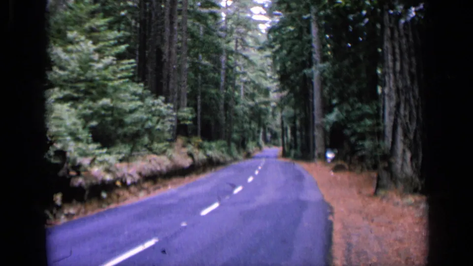 1963 home-movie frame of a winding forest road near San Francisco, with tall trunks, green foliage, and visible 8mm projection edges.