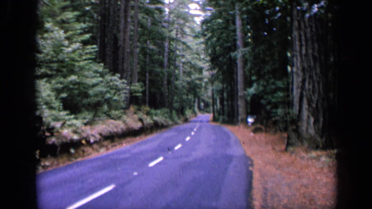 Two-lane forest road curving ahead between tall trees.