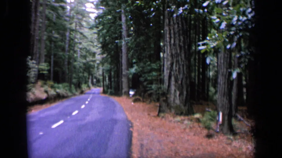 1963 8mm frame of a deserted forest road with tall trunks, roadside posts, and soft color from home-movie film.